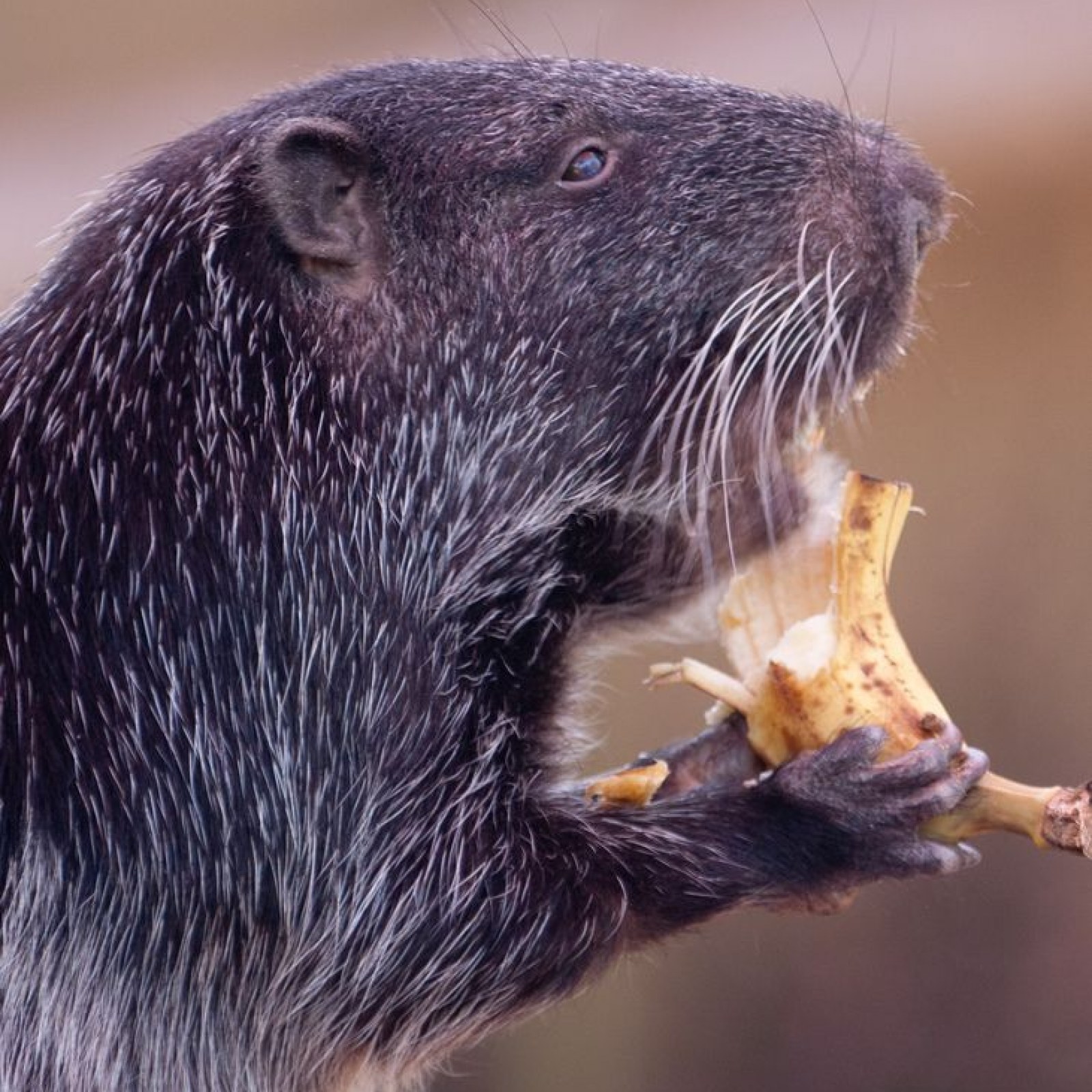 Viral 'Shower Rat' Video Is Not What We Think—for Starters, It's Not a Rat