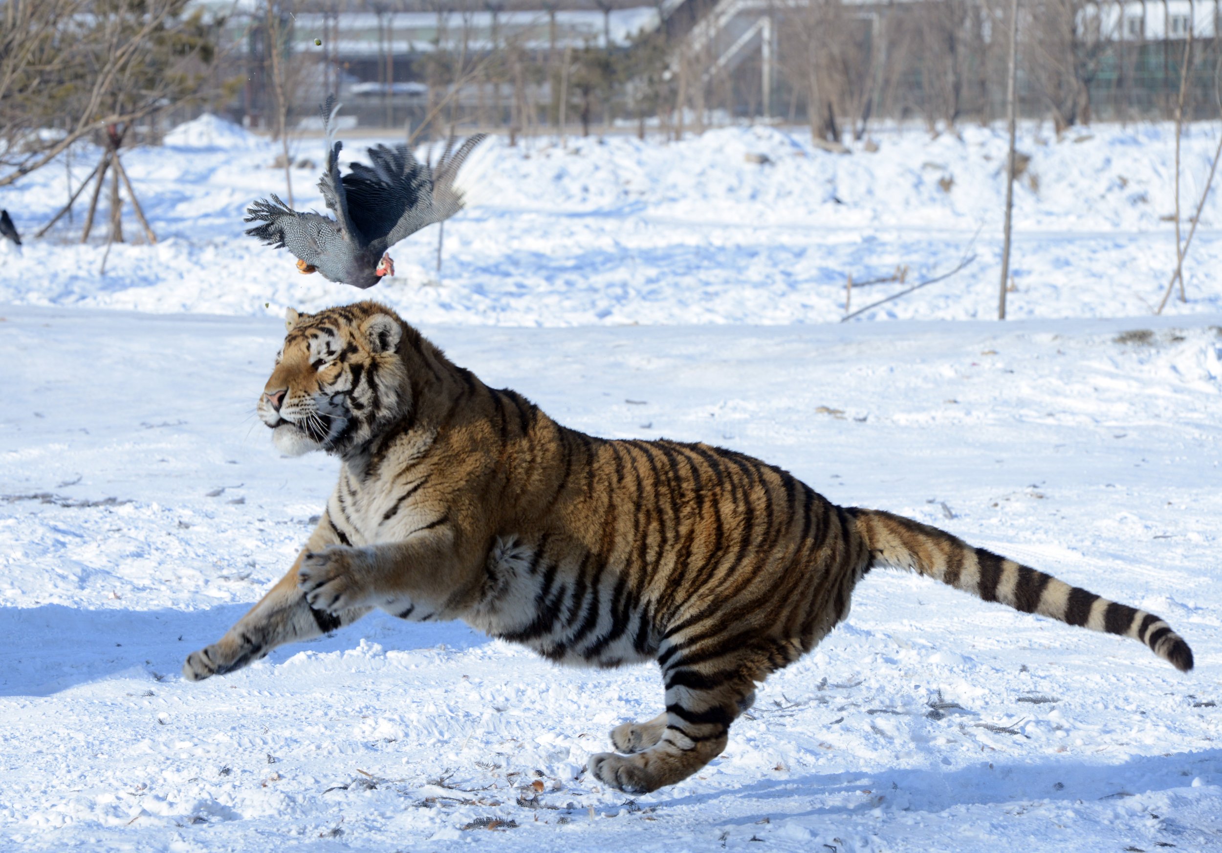 01_30_Siberian_tiger