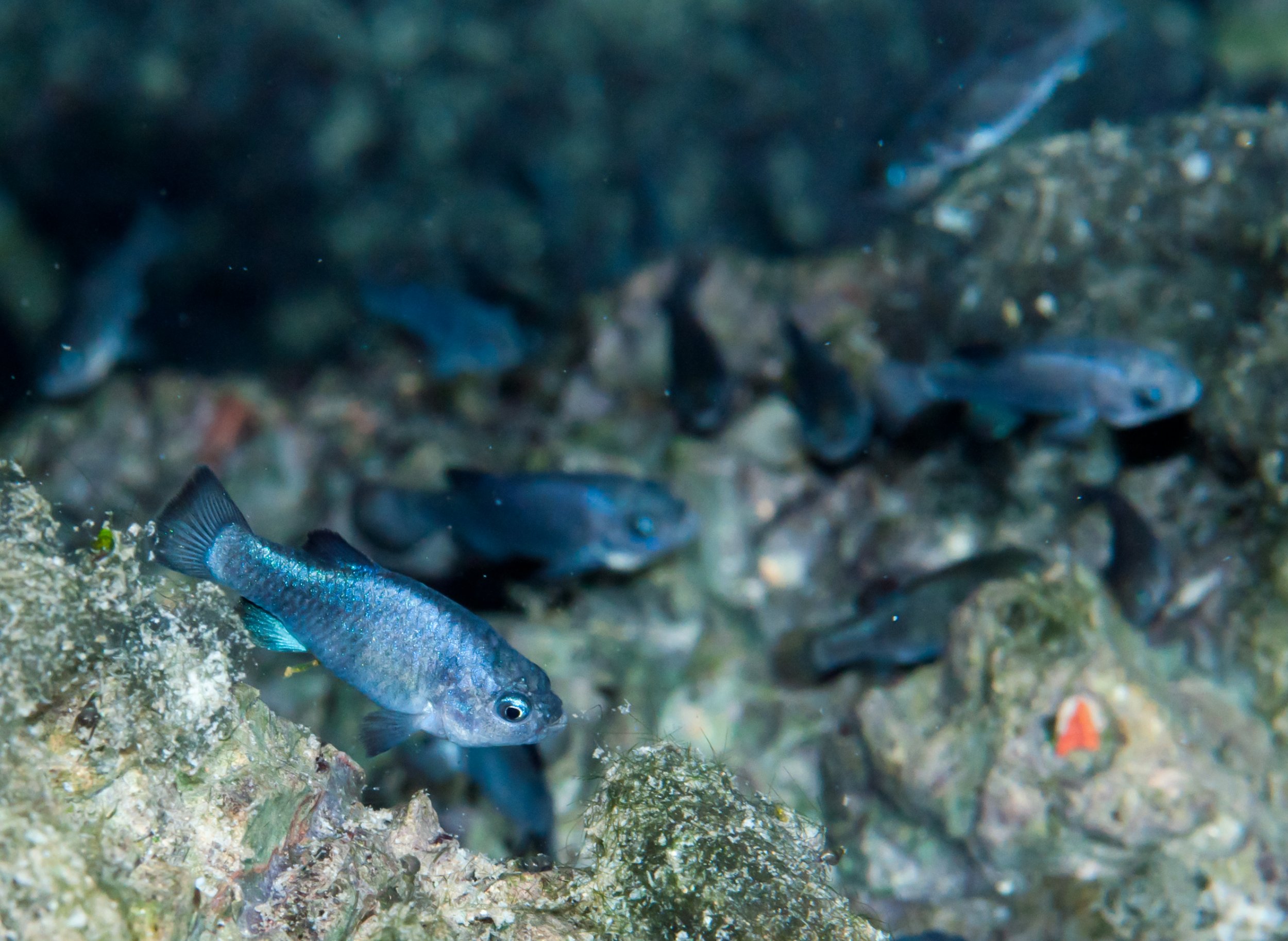 One Of The World S Rarest Fish Spawned After Recent Earthquake Newsweek   Pupfish Nps 