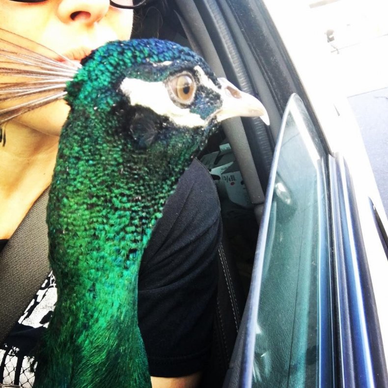 01_31_peacock