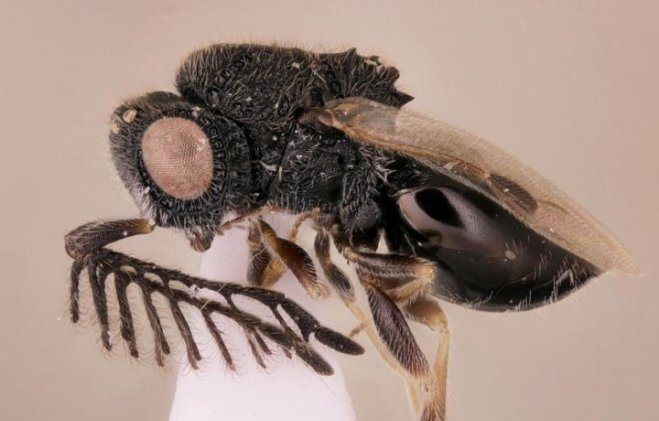 02_01_parasitoid_wasp_crop