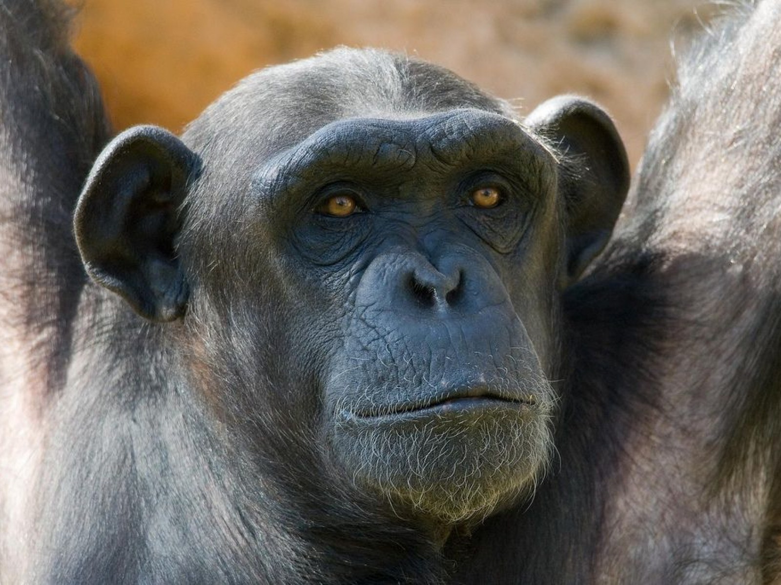 Could Chimps and Humans Mate? Tales of 'Humanzee' Hybrid Are Murky and  Likely Impossible