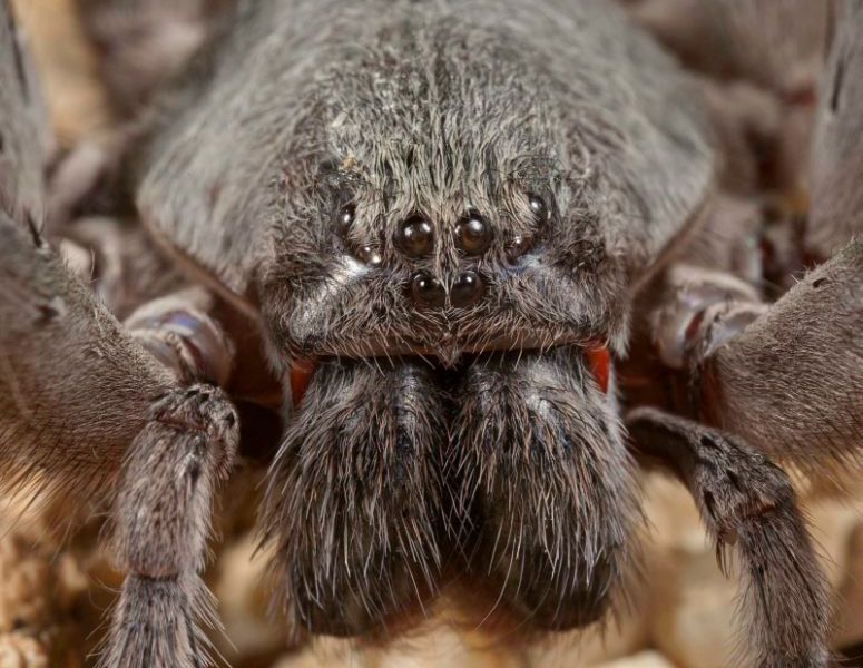 giant cave spider