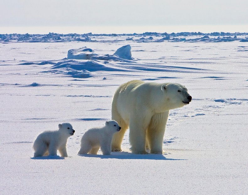 cover_photoPOLARBEAR_USGS