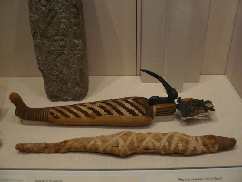 WLA_brooklynmuseum_Ibis_Mummy