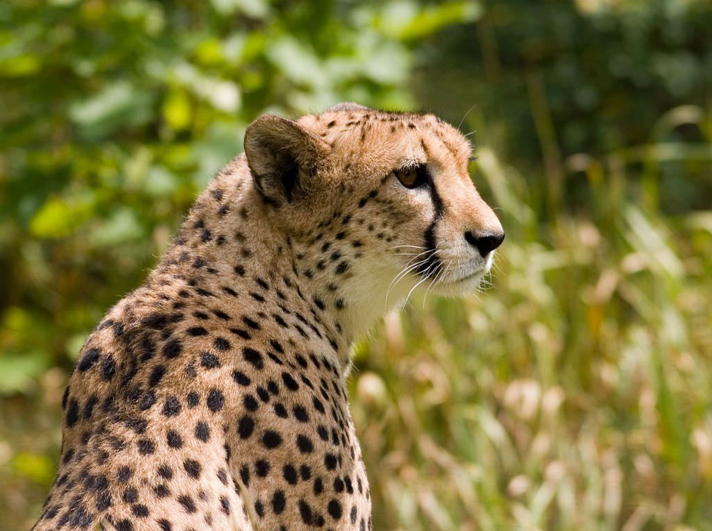 Cheetahs' ears help them run, and they're not the only animal whose ears do  double duty - The Verge