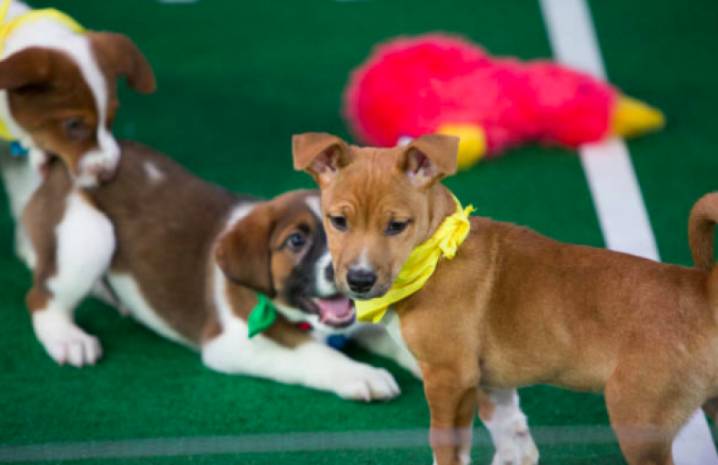 Puppy Bowl 2018 Live Stream Where To Watch Online, On TV During Super