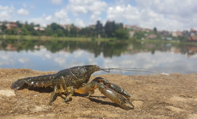 marbled_crayfish marbled_crayfish