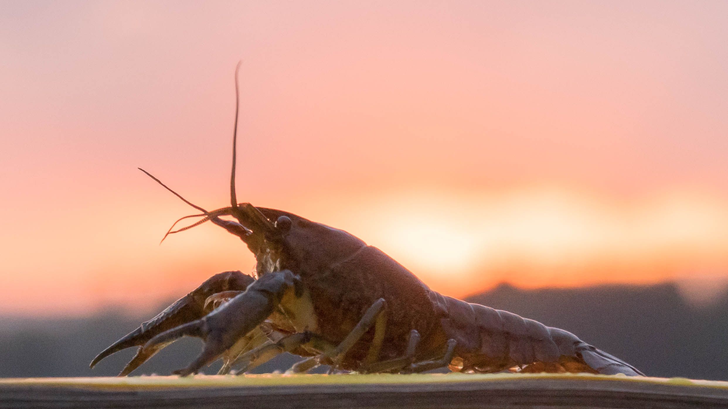 marbled_crayfish_sunset