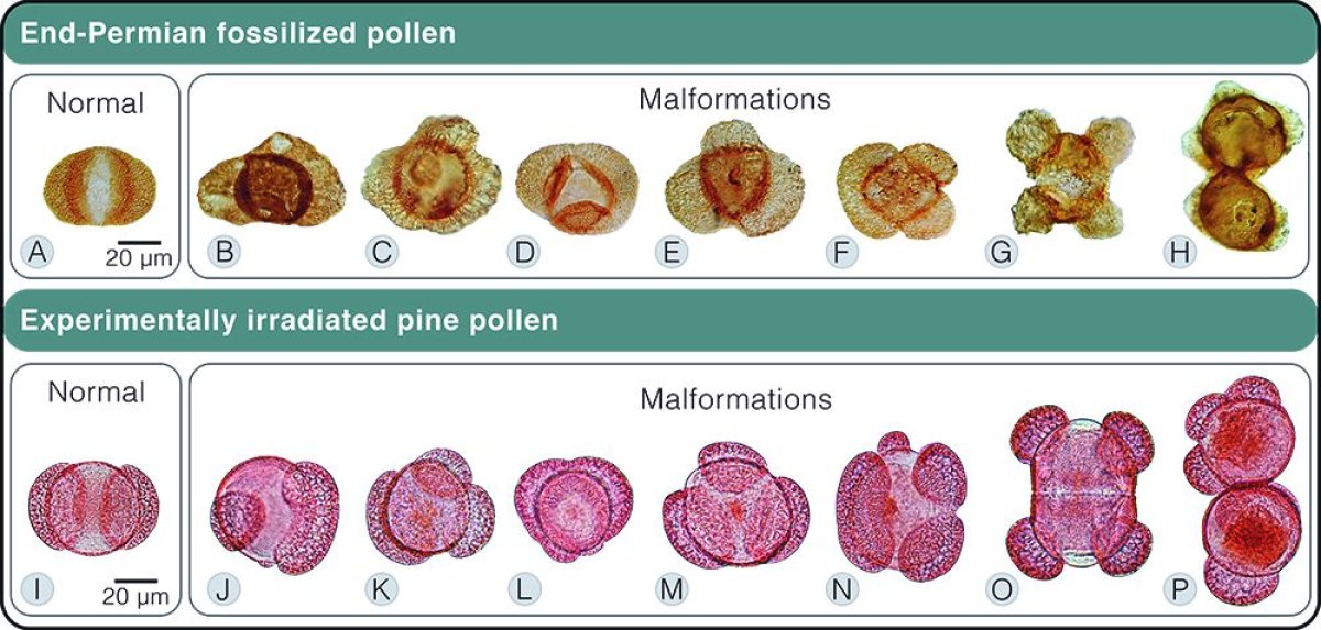 pollen1000