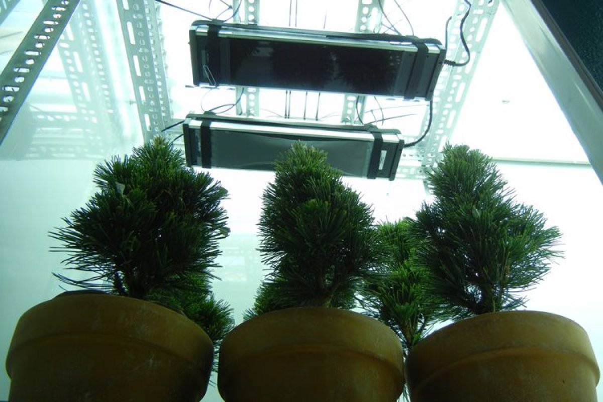 Conifers-under-UV-B-lamps750