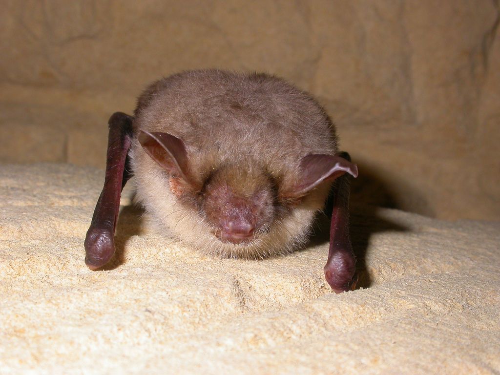 Mouse_Eared_Bat