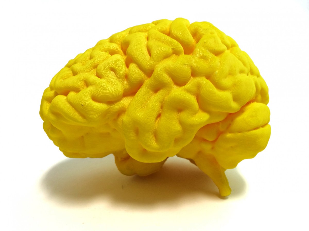 3-D printed human brain