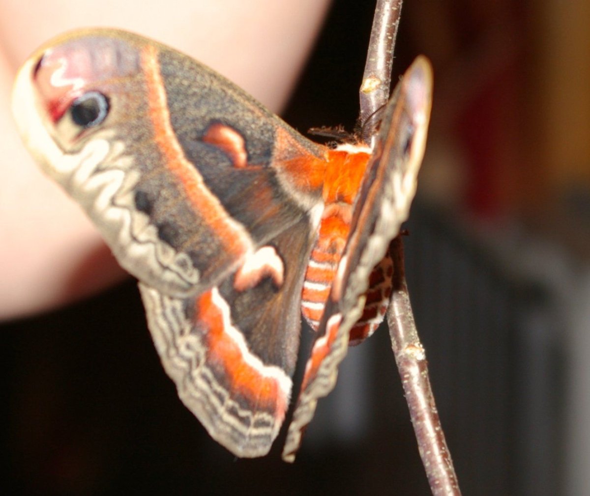 2_9_Cecropia moth