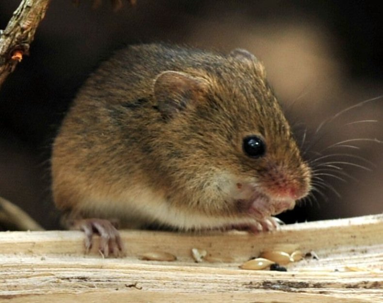 2_9_Mouse
