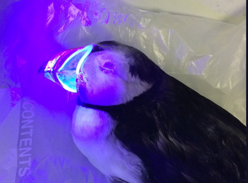 uv light for birds