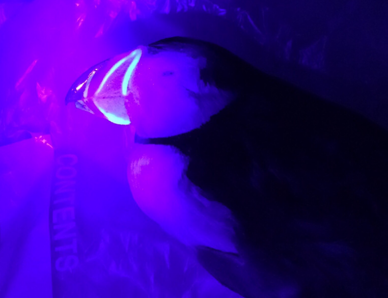 puffin2