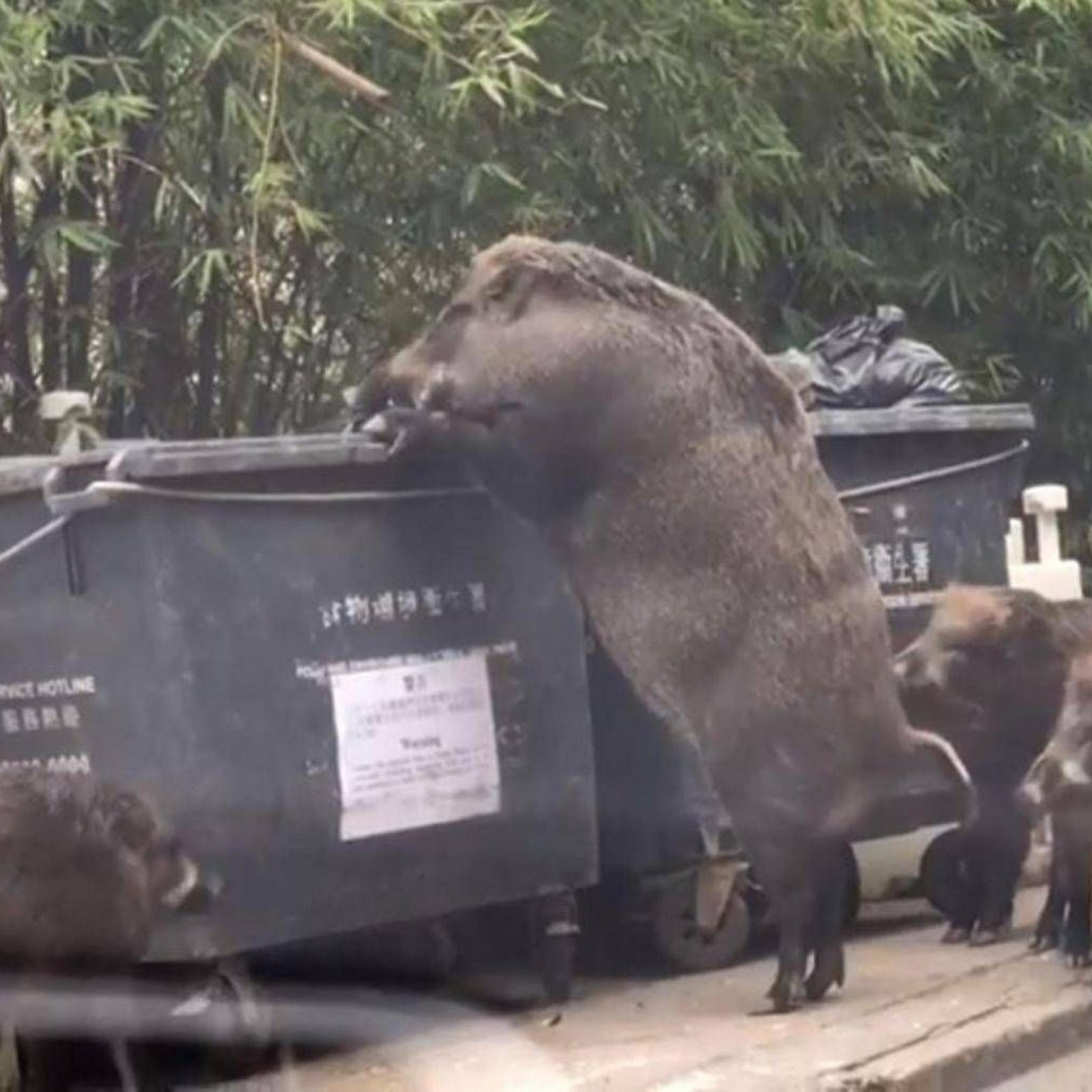 Video: 'Pigzilla' Raiding Trash Near School in Hong Kong Reveals How Huge  Boars Actually Are