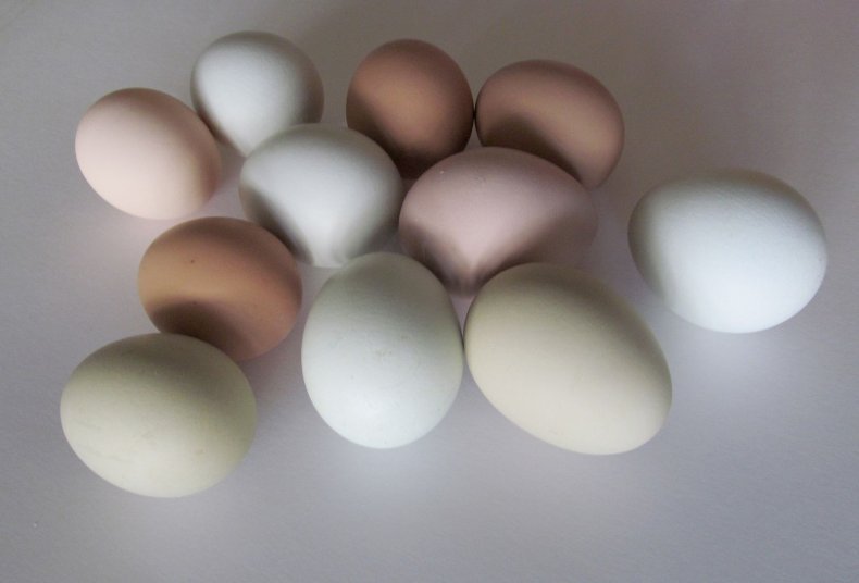 2_13_Eggs