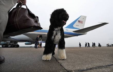 Jetblue emotional clearance support dog policy