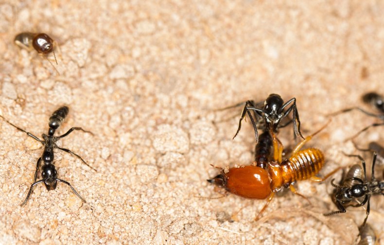 2_14_Ant kills termite 2_14_Ant kills termite