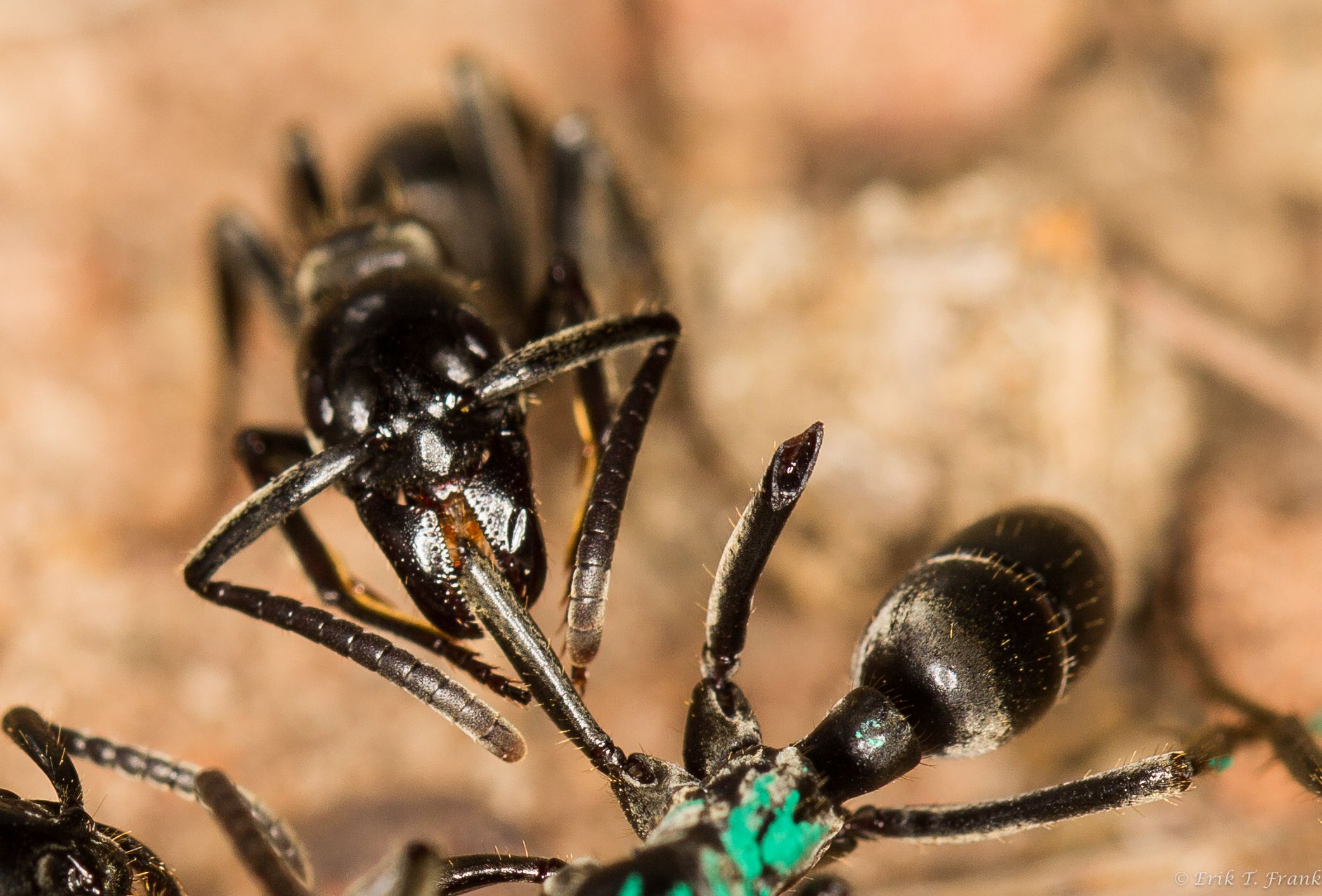 Watch: Soldier Ants Rescue And Treat Their Wounded Warriors - Newsweek