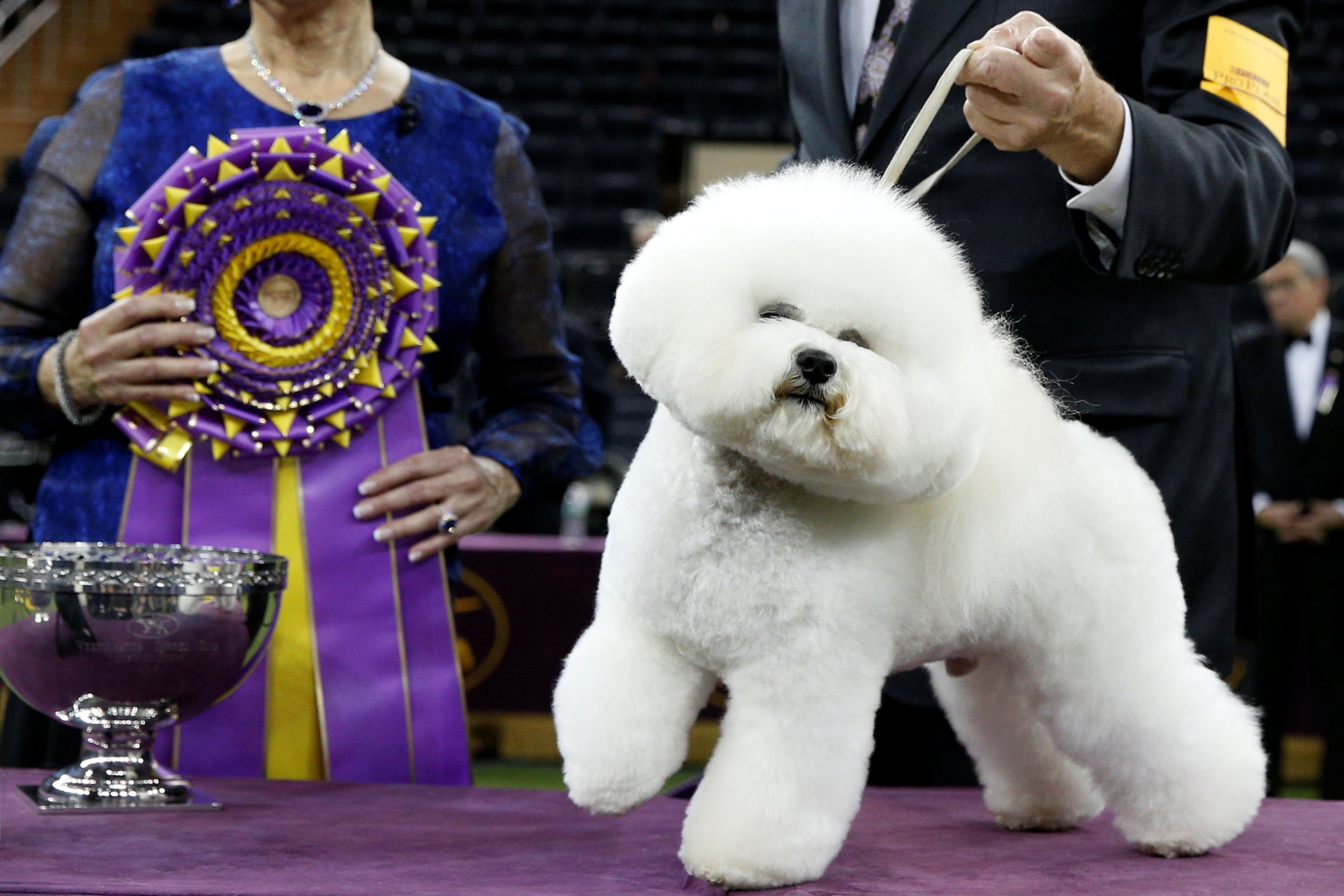 westminster dog show 2019 bichon frise