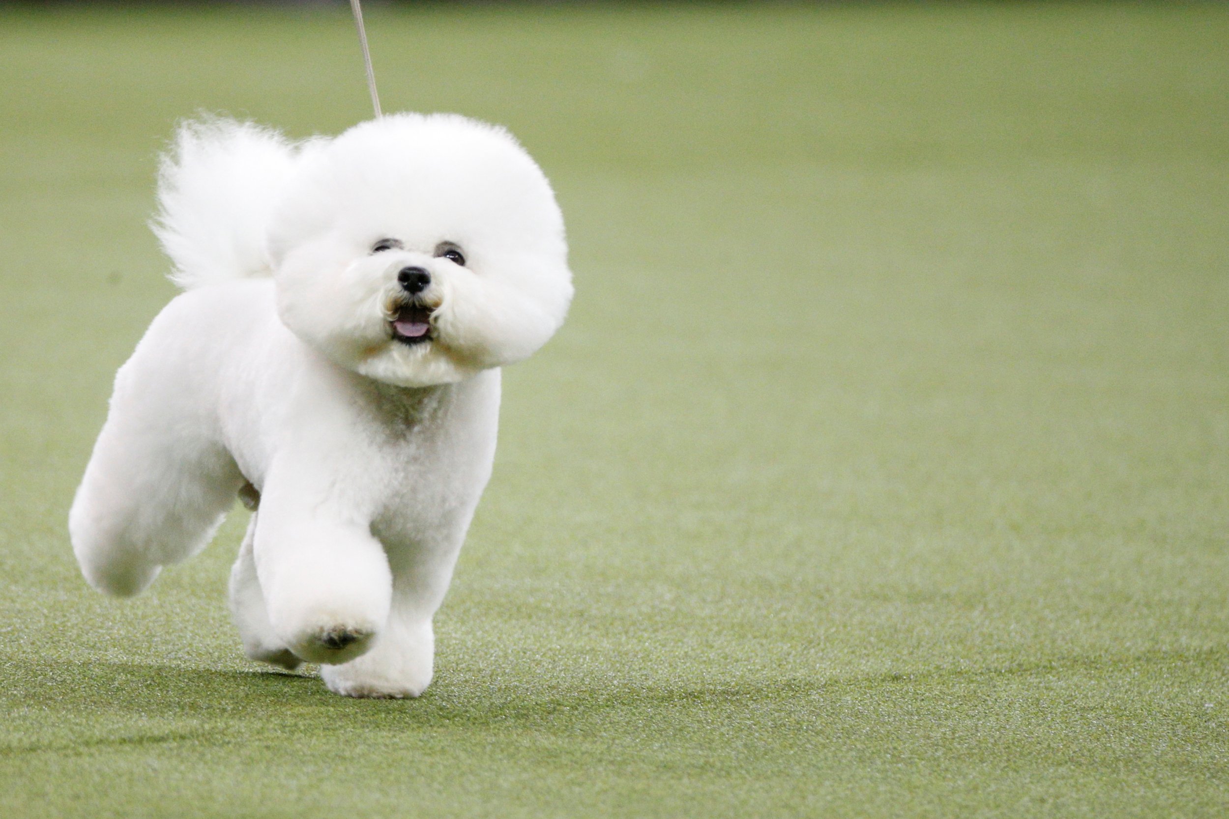 Kennel hotsell bichon frise