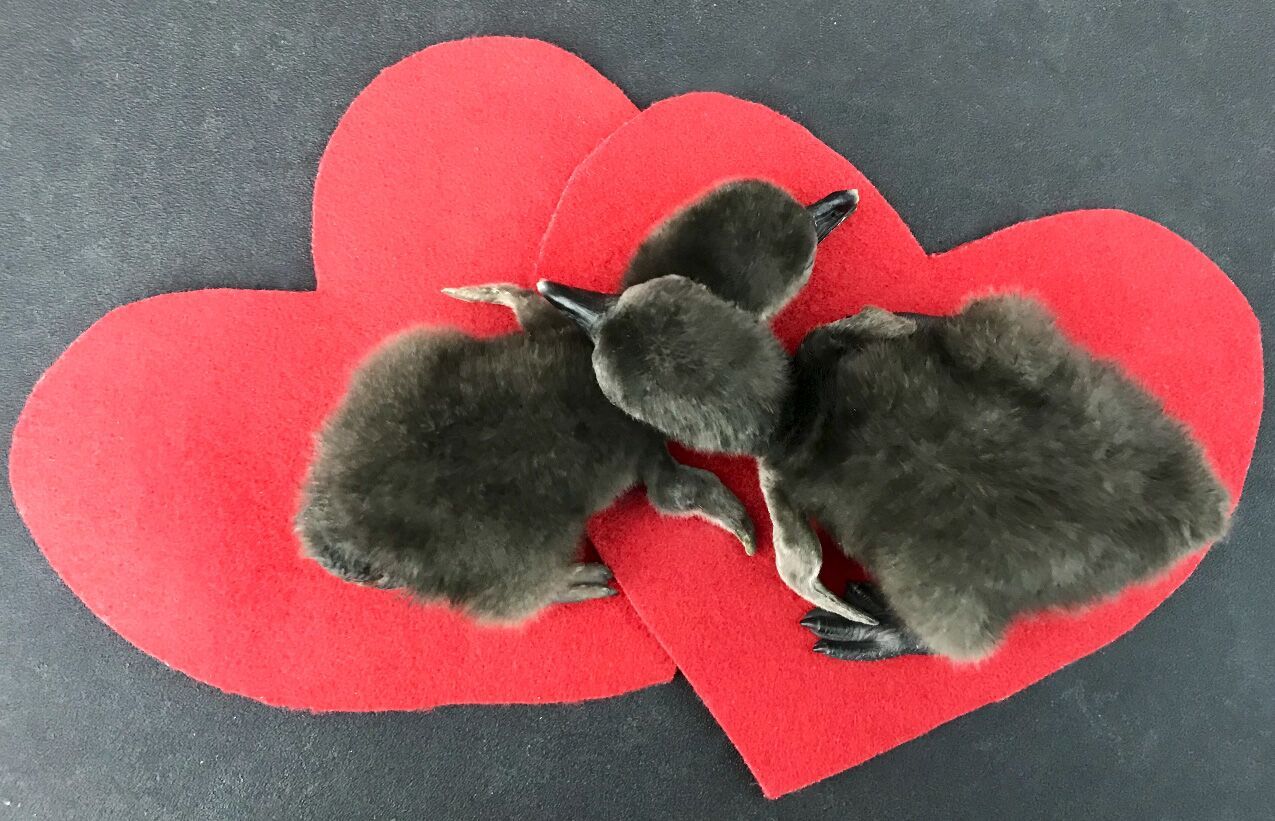 penguin hearts