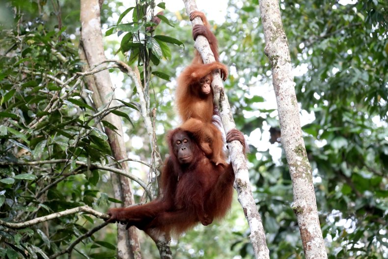 2_16_Orangutans_01