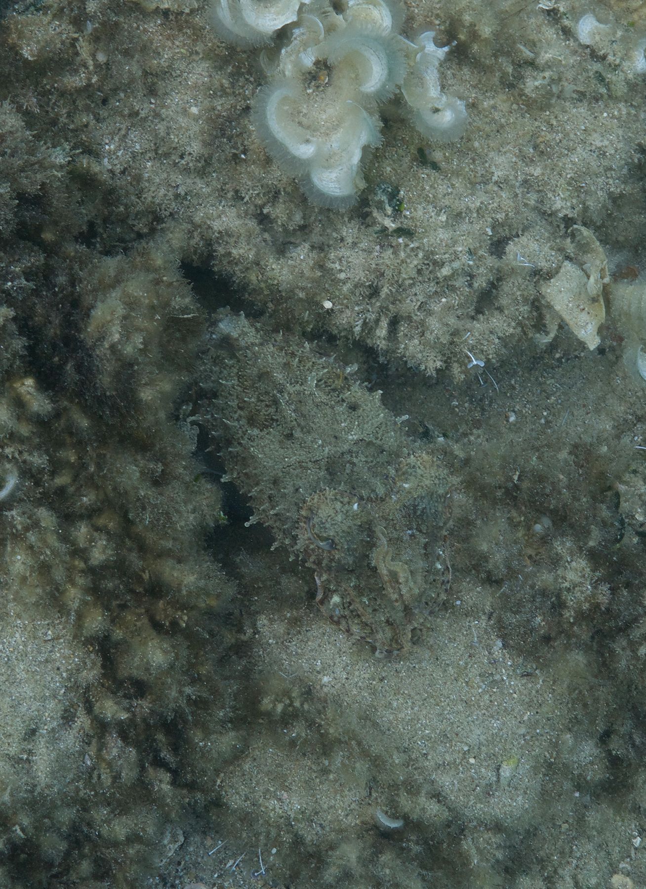 cuttlefish camouflage