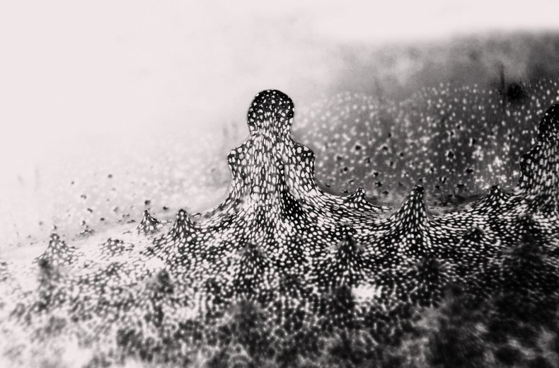 8_-B_W-papillae-in-blackback