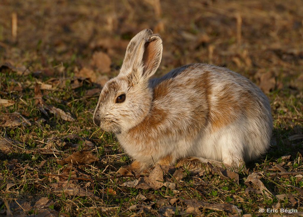 rabbit winter coat