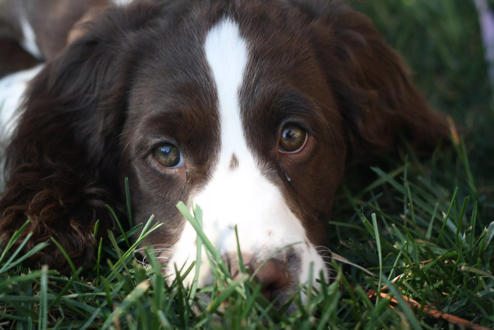 Do Dog Food Companies Use Euthanized Animals