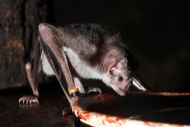 vampire bat research paper