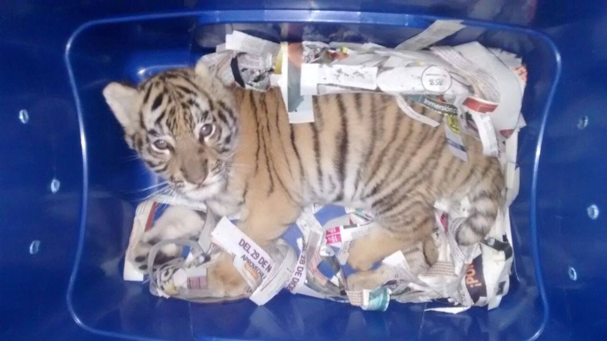Tiger cub smuggling mexico
