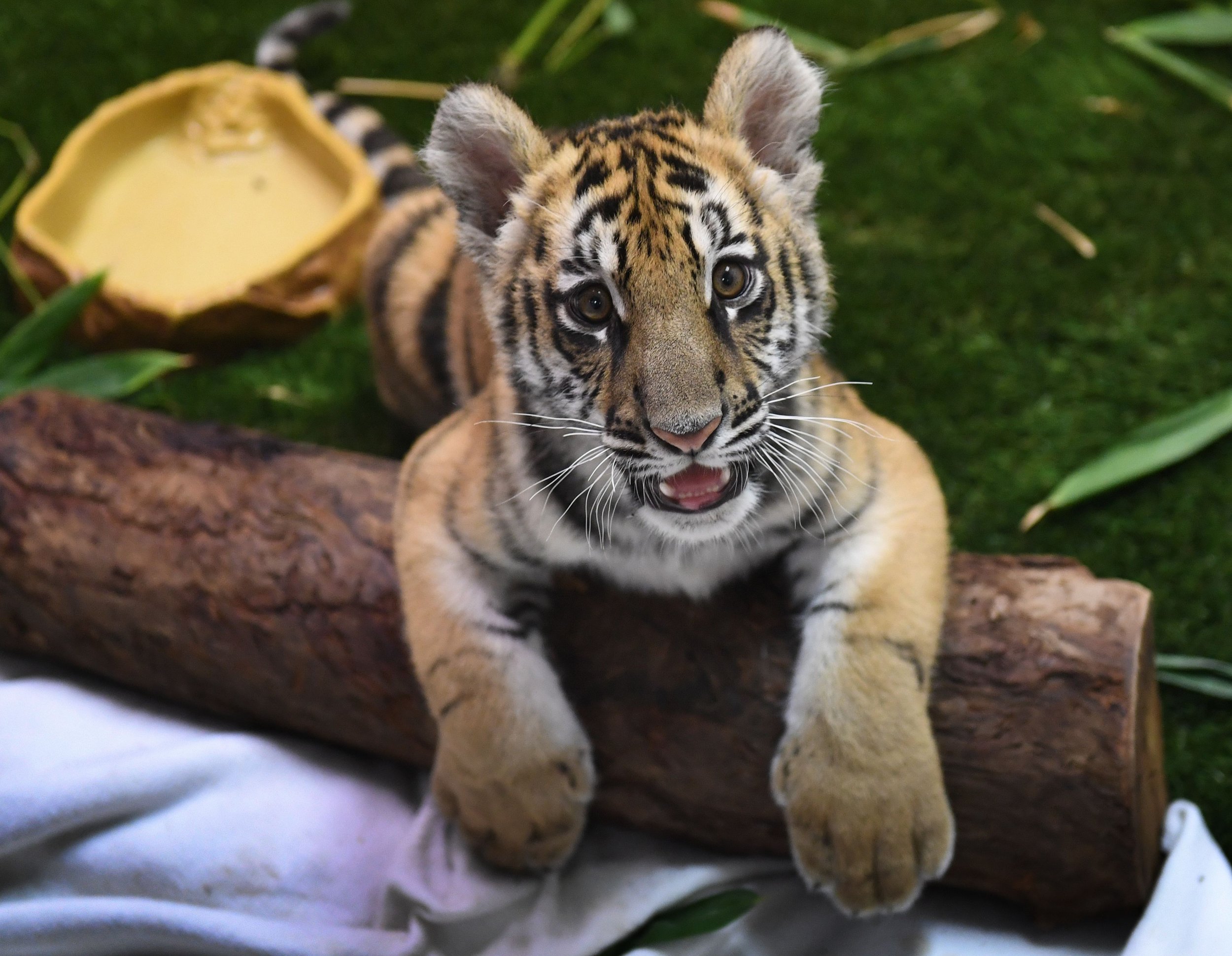 How Much Does It Cost To Get A Tiger Cub at Laverne Sicard blog