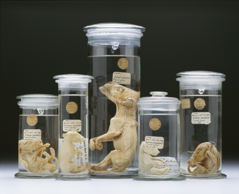 thylacines_in_jars