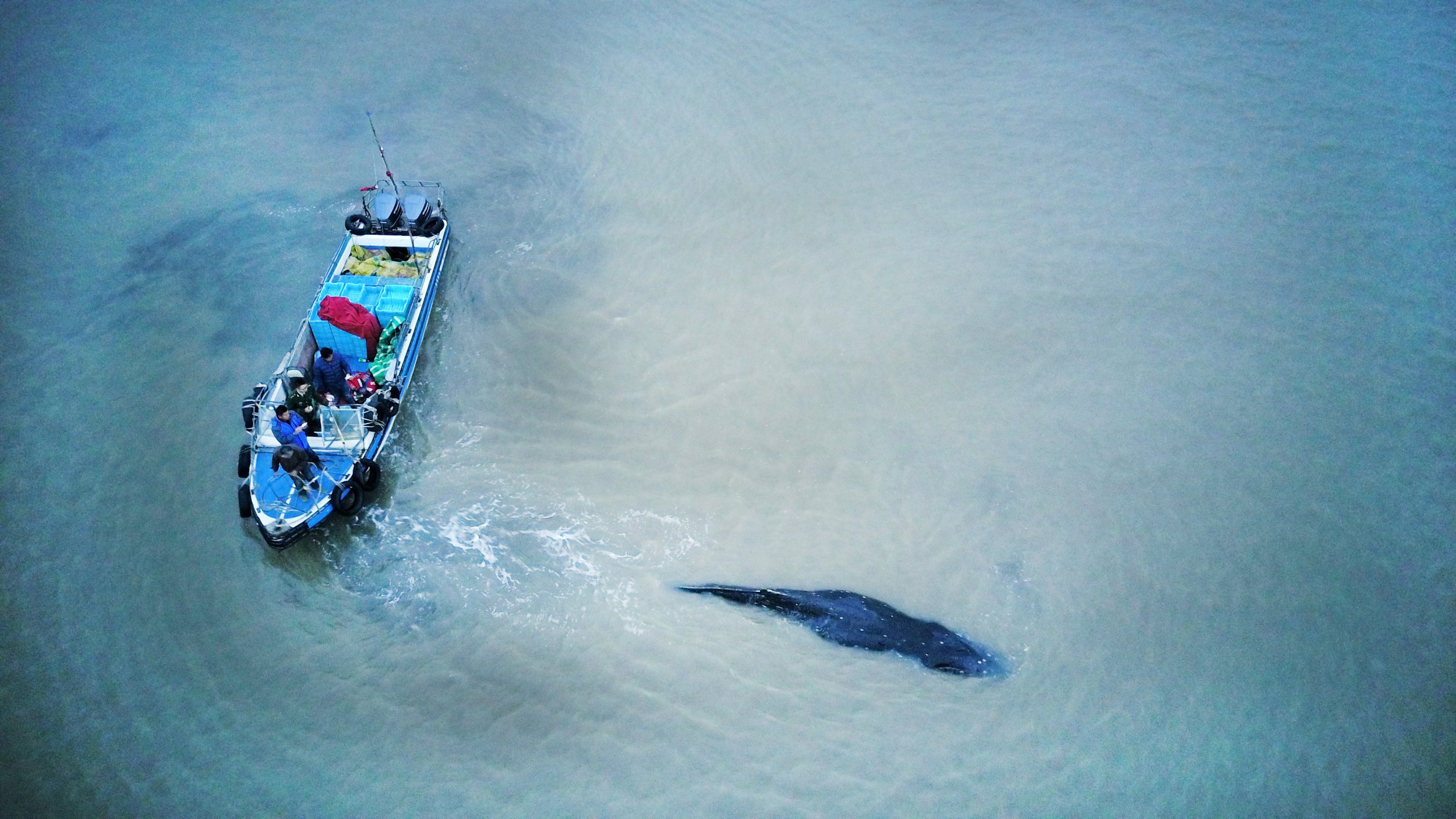 humpback whale china 