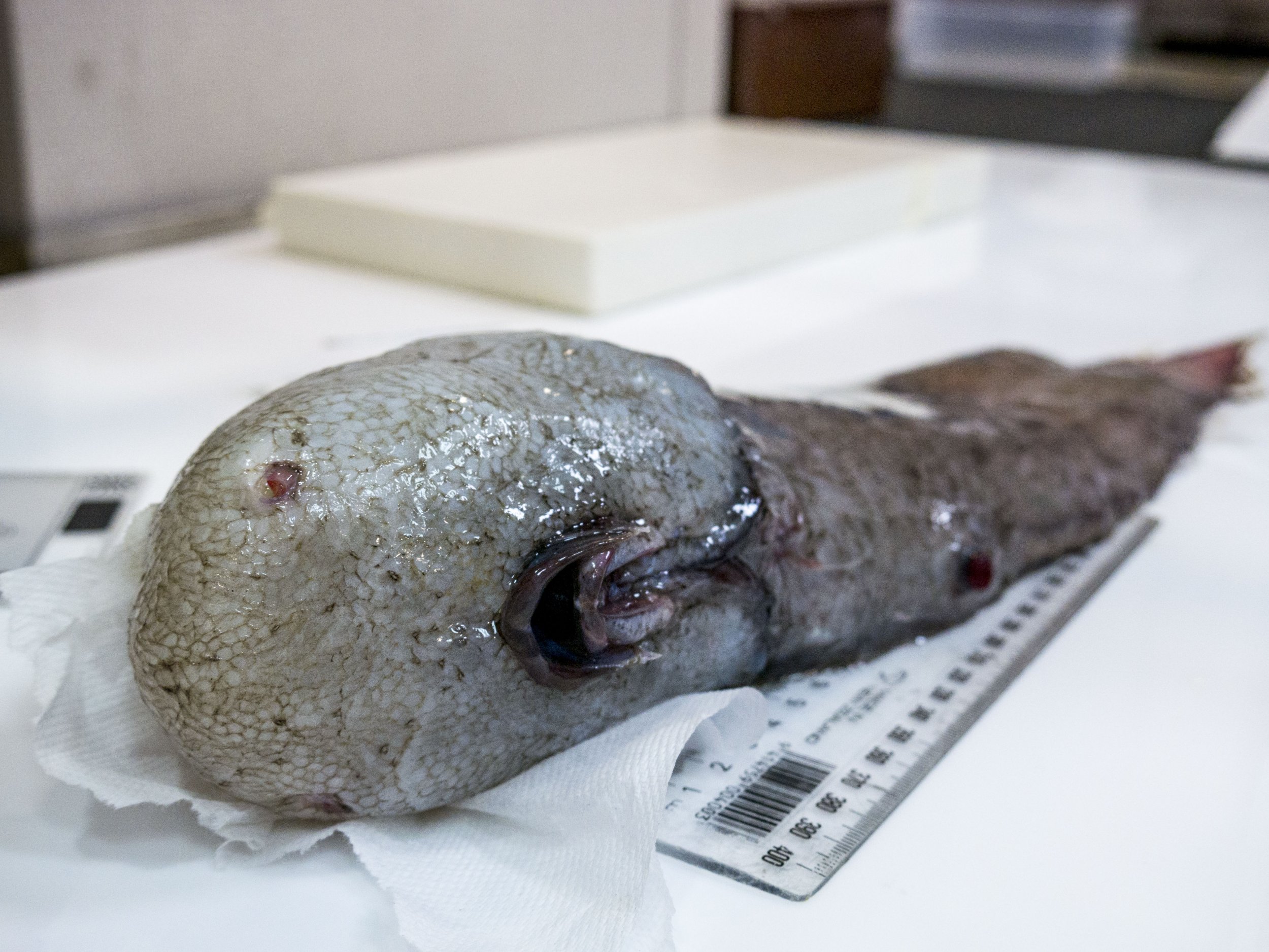 The Blob Fish!  Deep sea creatures, Weird animals, Weird creatures