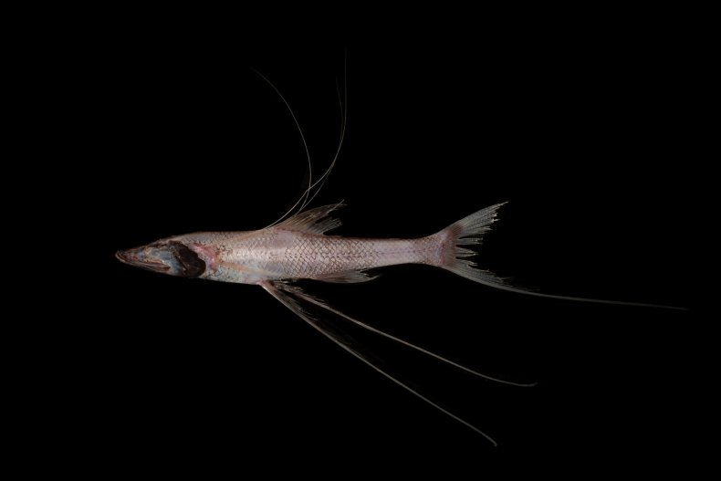 2 Tripodfish_Credit Rob Zugaro, Museums Victoria