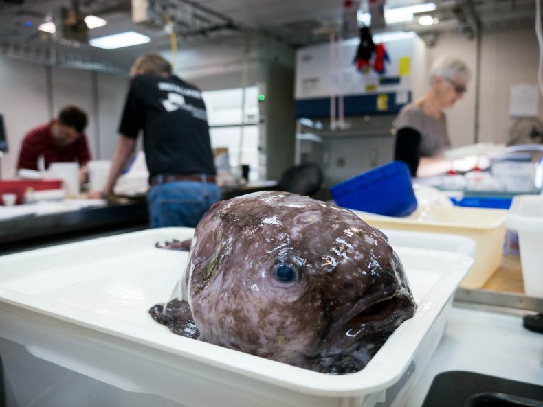 3 Blob fish in a tray_Credit Museums Victoria+Marine National Facility