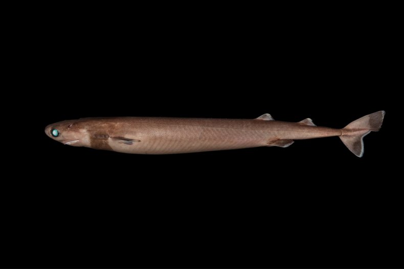 4 Cookie cutter shark_Credit Rob Zugaro, Museums Victoria