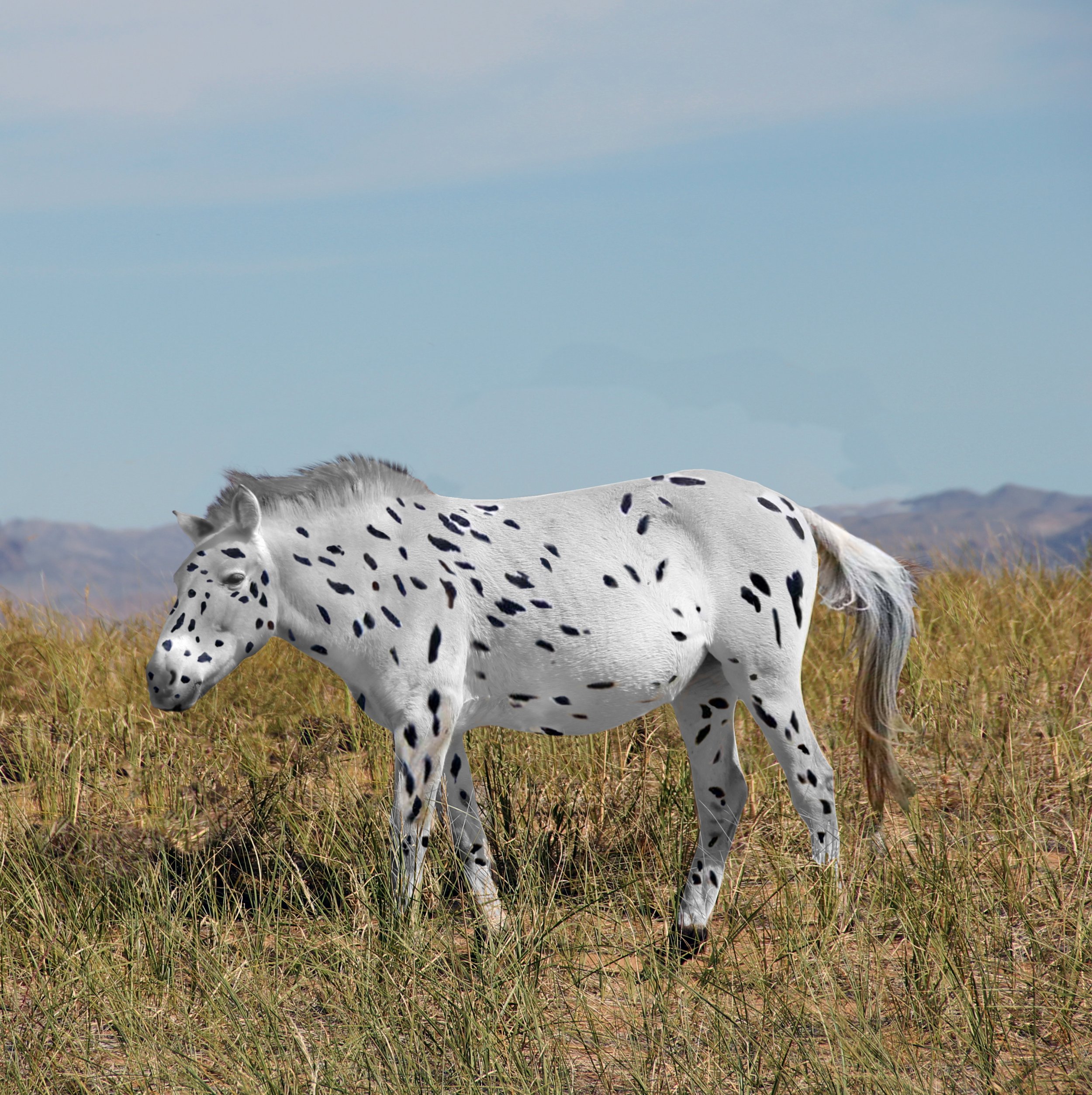 Early_Przewalskis_Horse