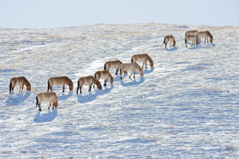 Takhi_Wild_Horse