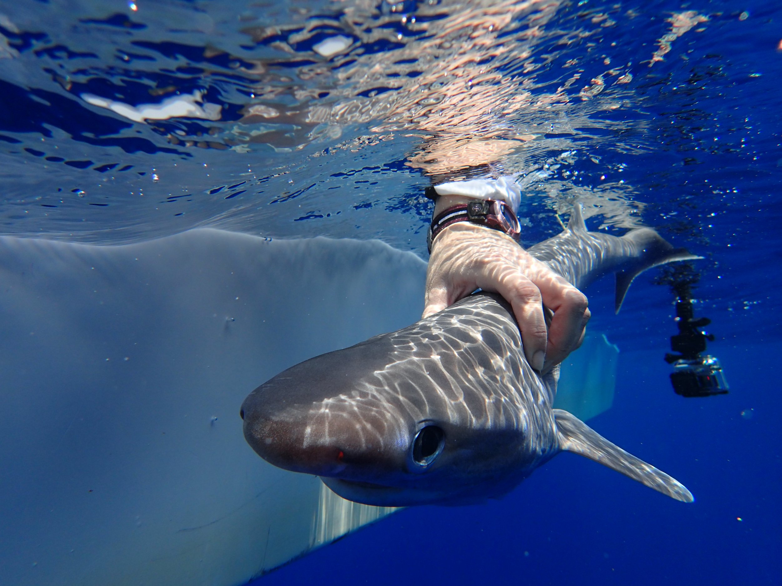 New Shark Species Discovered in the Atlantic Ocean Has Teeth Like Saws