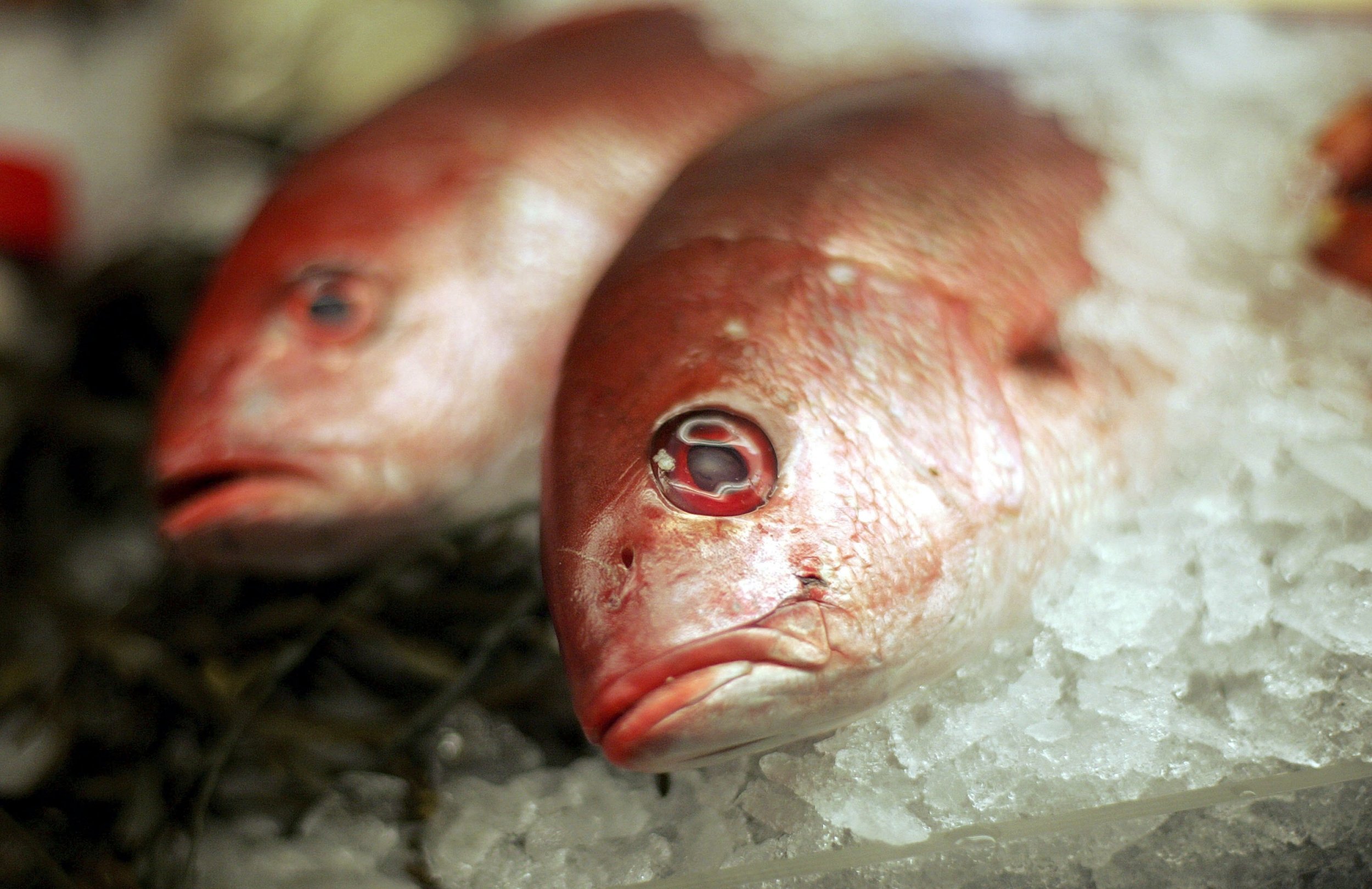 Рыба без белка. Red Snapper рыба. Ртуть в рыбе. Самая высокобелковая рыба.