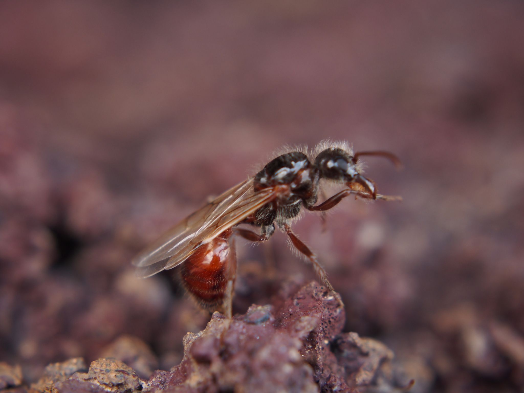 02_26_carpenter_ant_fungus