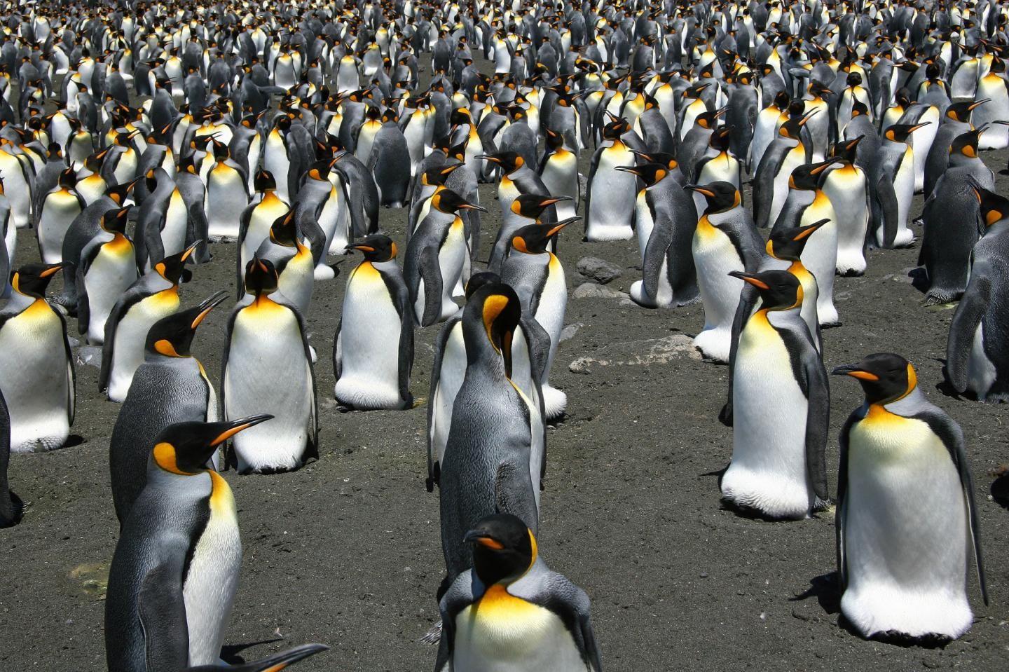 2_27_Penguins