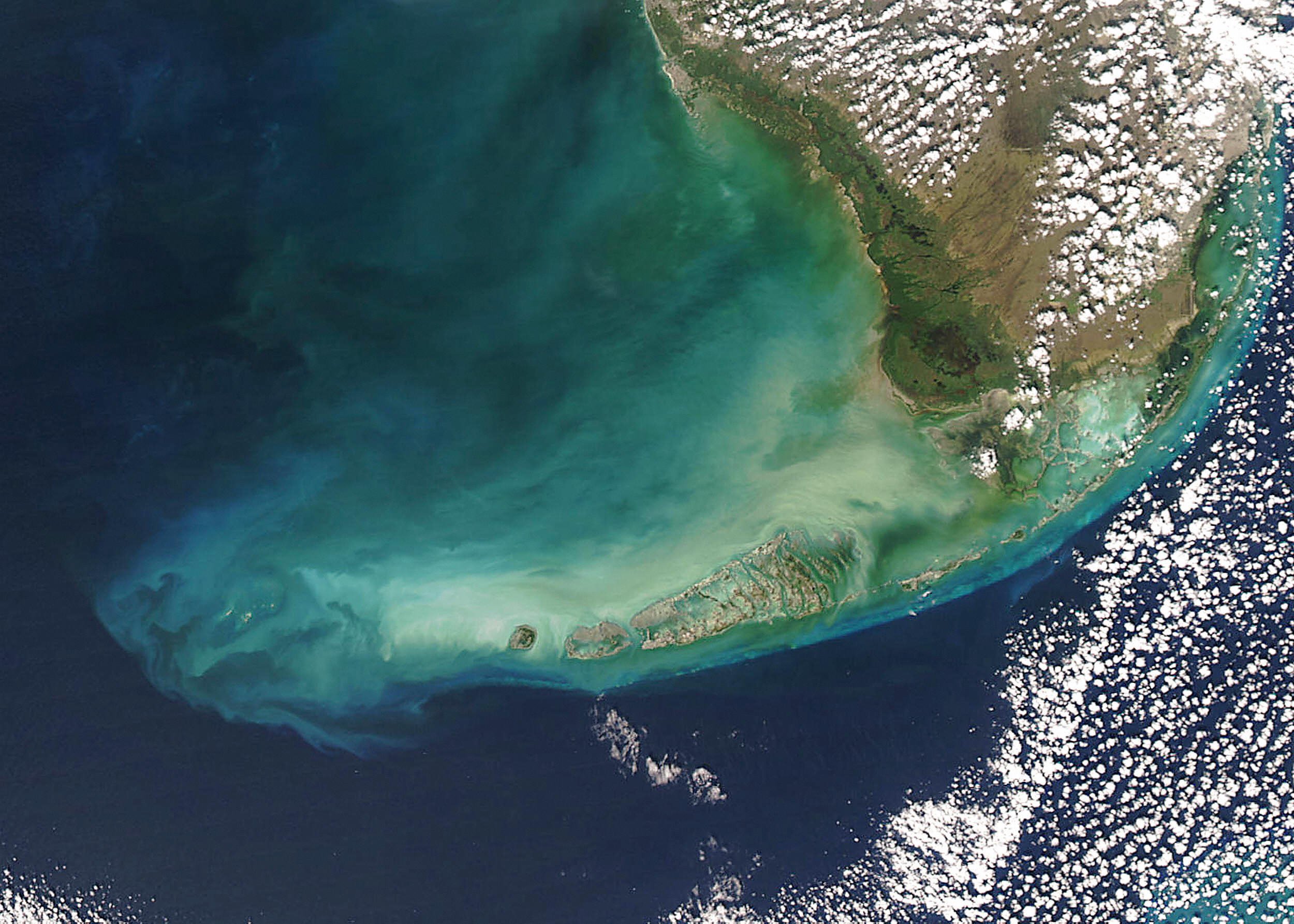 florida keys phytoplankton